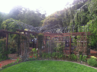 Redwood arbor