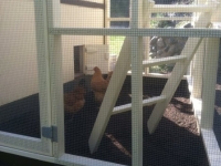 Chicken Coop